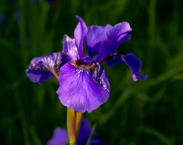 Purple Iris